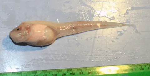 Abyssus luminosa